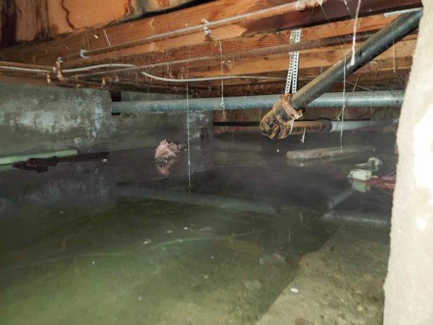 Best Mold removal after water damage  in Snohomish, WA